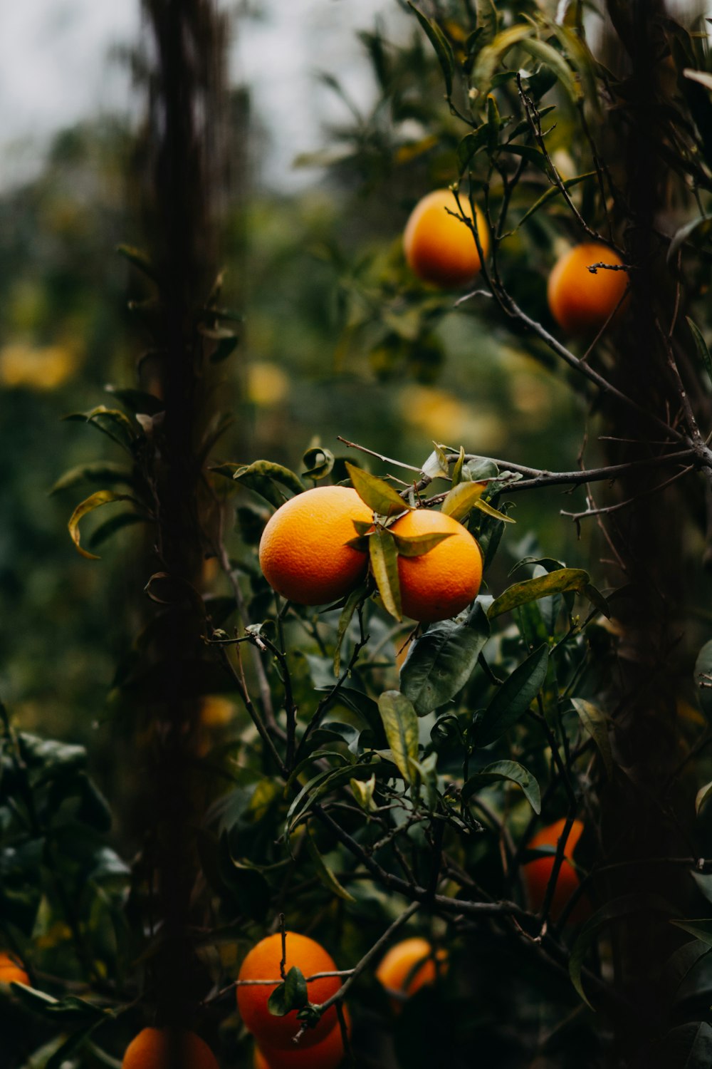 Ein Baum gefüllt mit vielen reifen Orangen