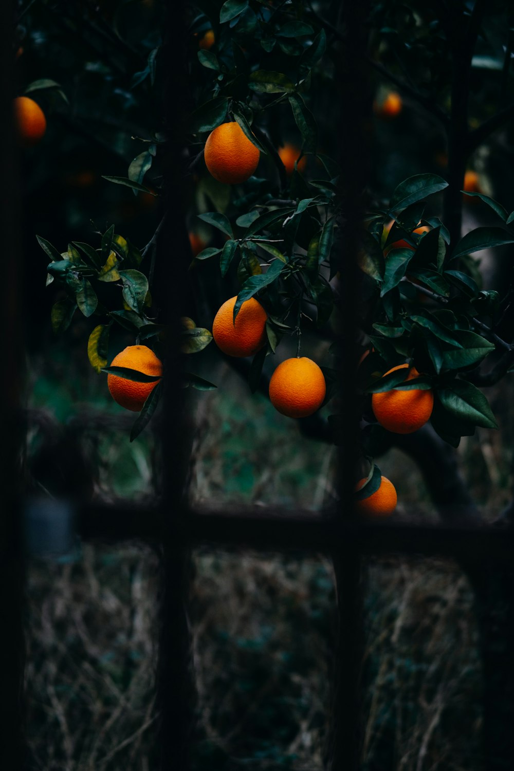 a bunch of oranges are growing on a tree