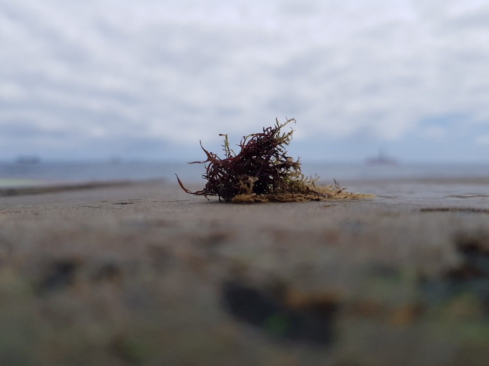 a pile of dirt sitting on top of a sandy beach