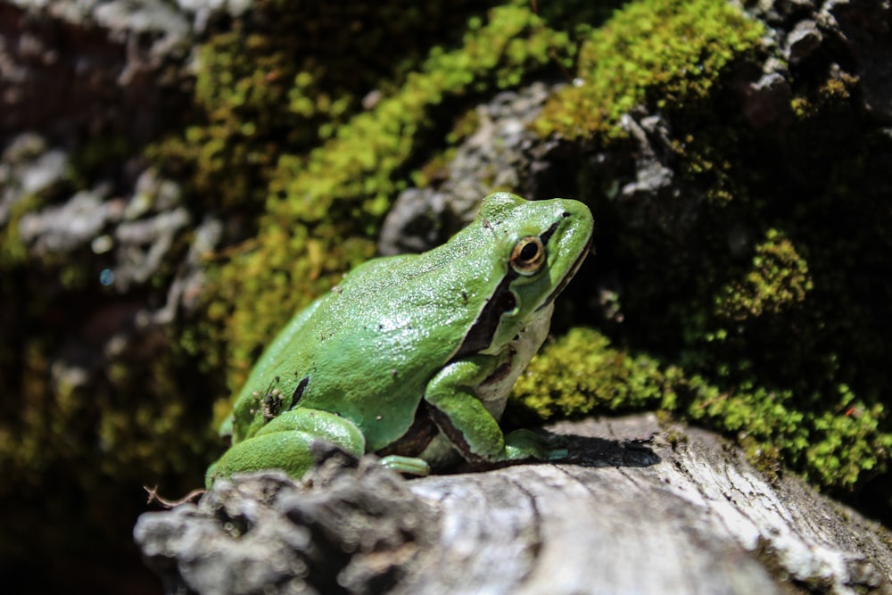 a green frog sitting on top of a rock