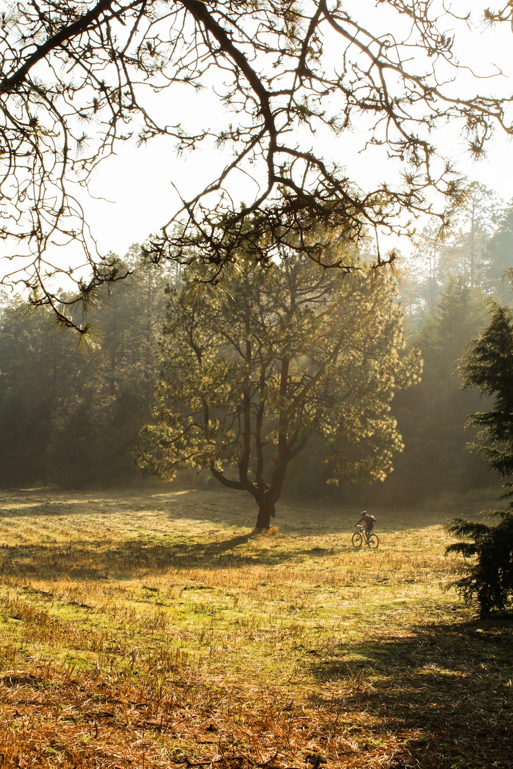 a person riding a bike through a forest