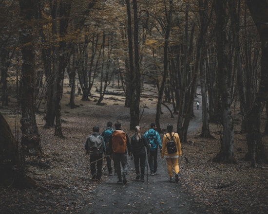 a group of people walking through a forest