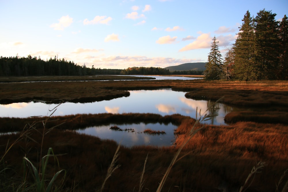 a small pond surrounded by tall grass and trees