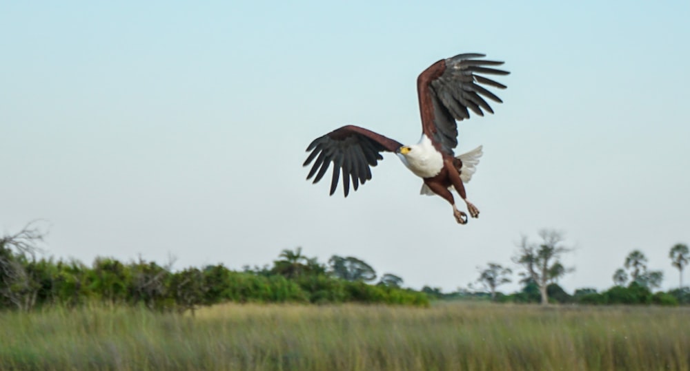 a large bird flying over a lush green field