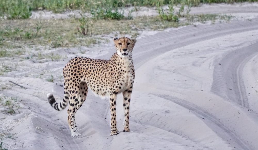 a cheetah standing in the middle of a dirt road