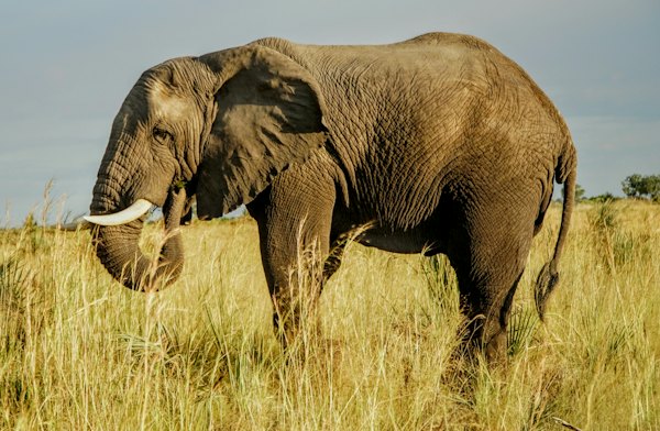An elephant standing in a field of tall grass — Okavango Delta, Botswana