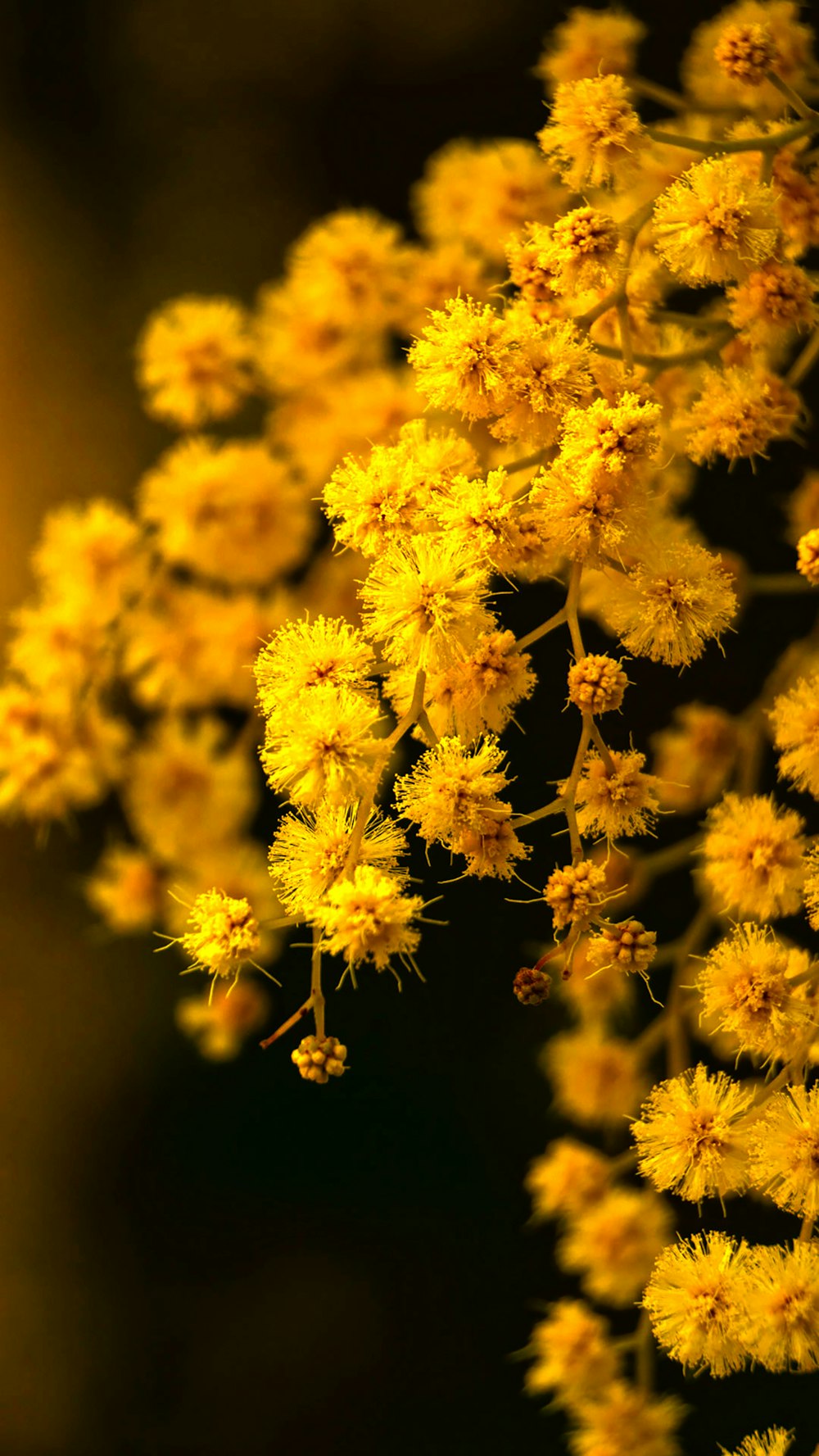 a bunch of yellow flowers that are on a tree