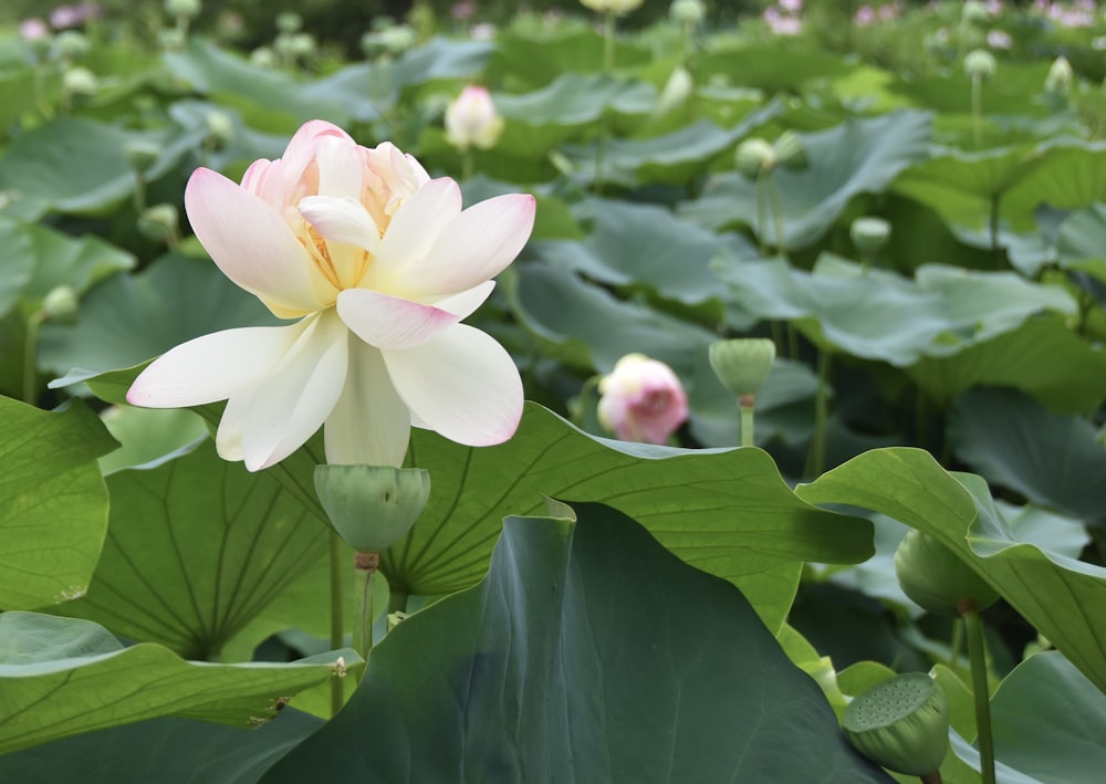 a pink and white flower in a field of green leaves