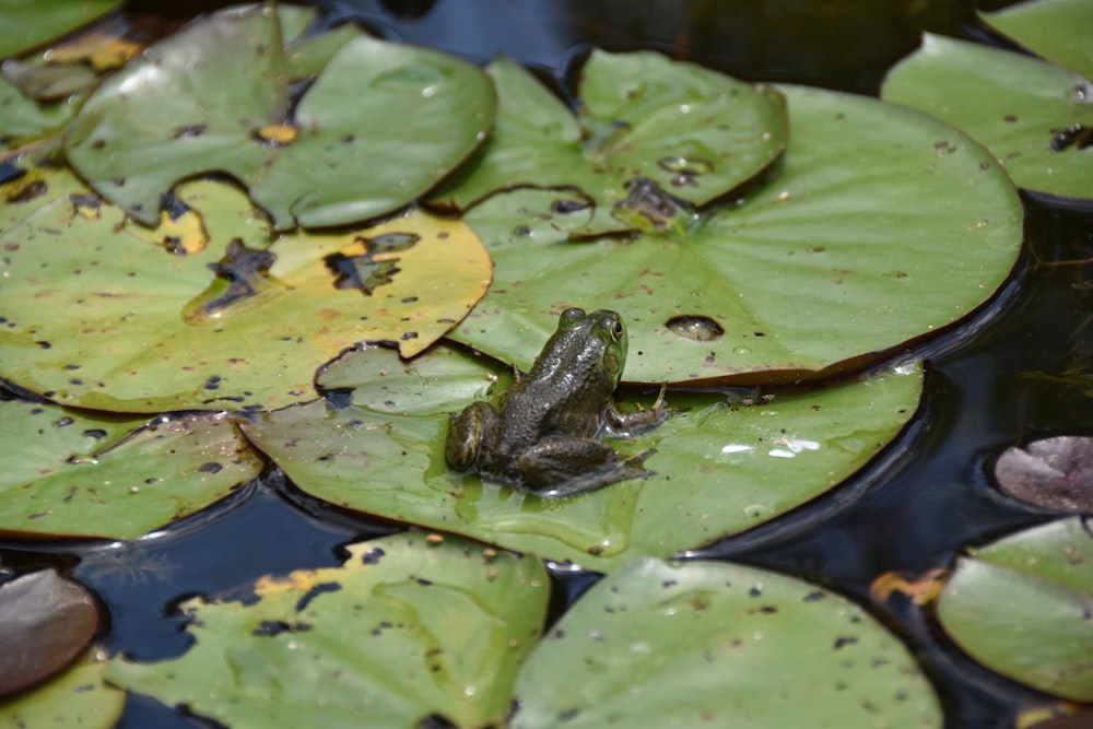 a frog that is sitting on a lily pad