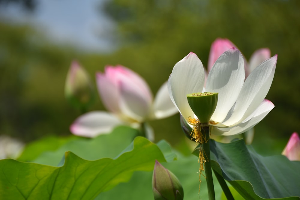 a close up of a white and pink flower