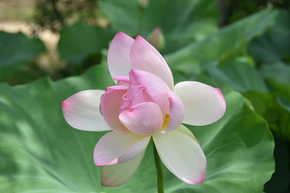 a pink and white flower sitting on top of a green leaf covered field