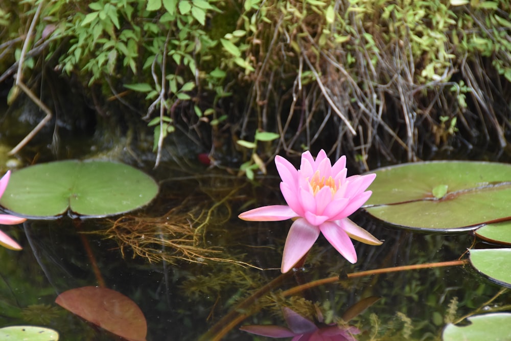 a pink water lily floating on top of a pond