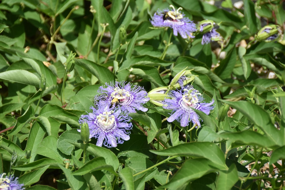 a bunch of purple flowers growing in a field