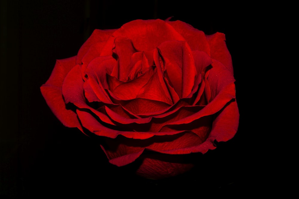 a close up of a red rose on a black background