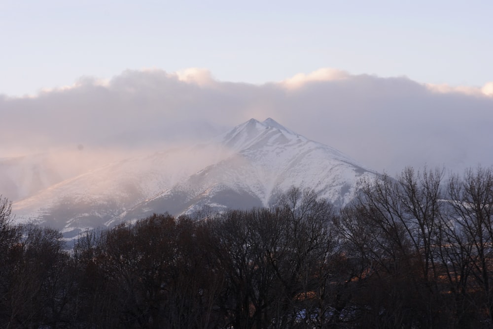 前景に木々が積もった山