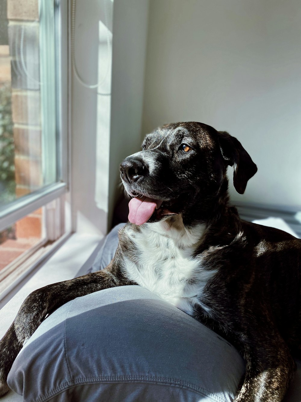 a black and white dog laying on top of a pillow