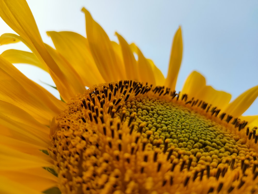Nahaufnahme einer Sonnenblume mit blauem Himmel im Hintergrund