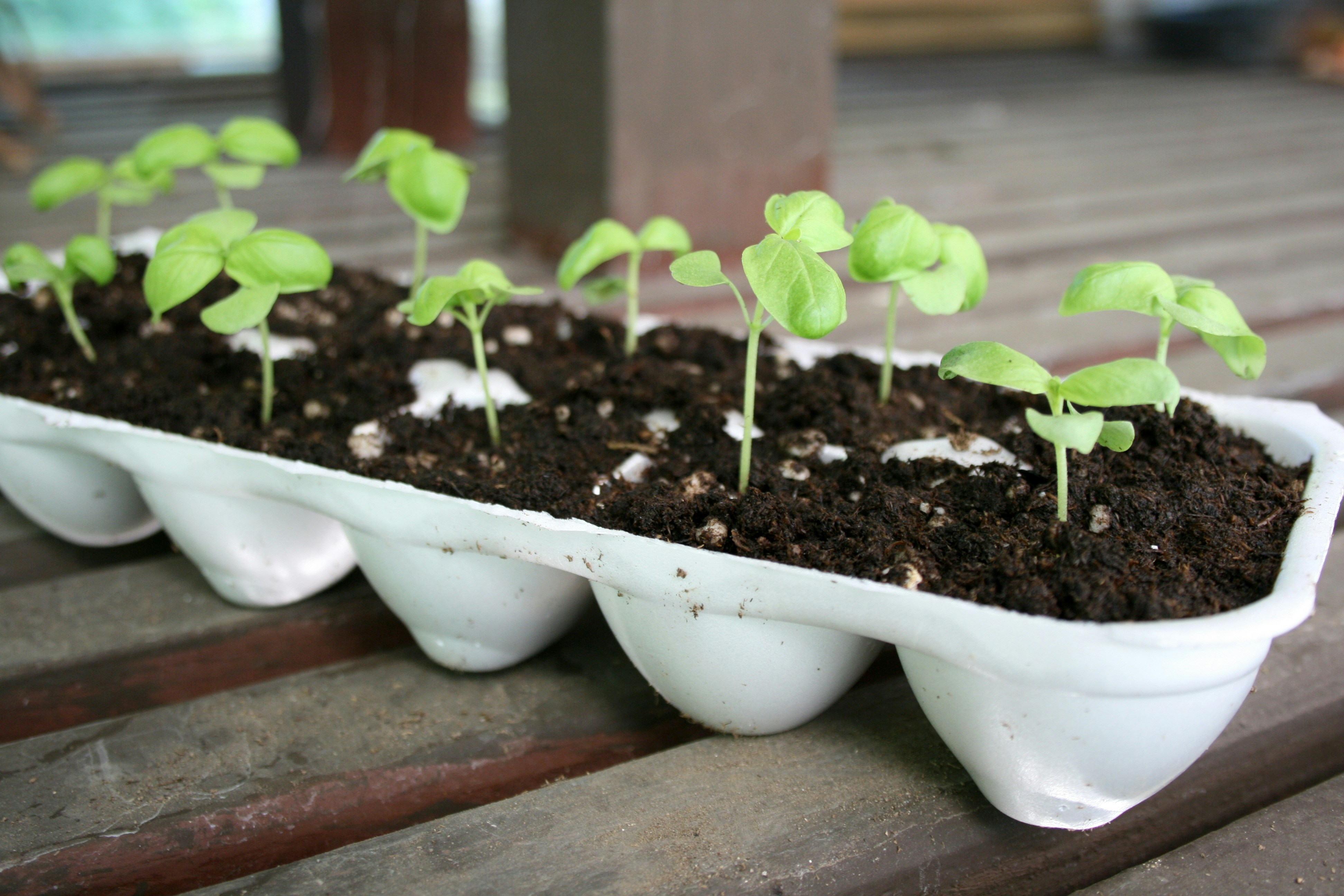 shoots of plants in planter