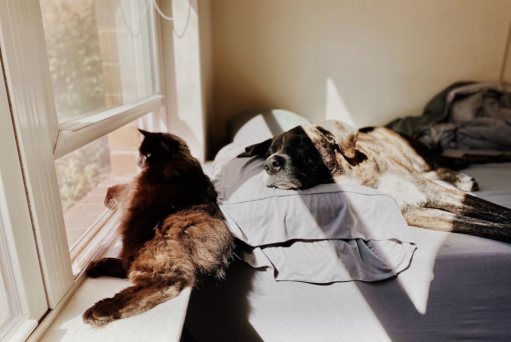 two dogs laying on a bed next to a window