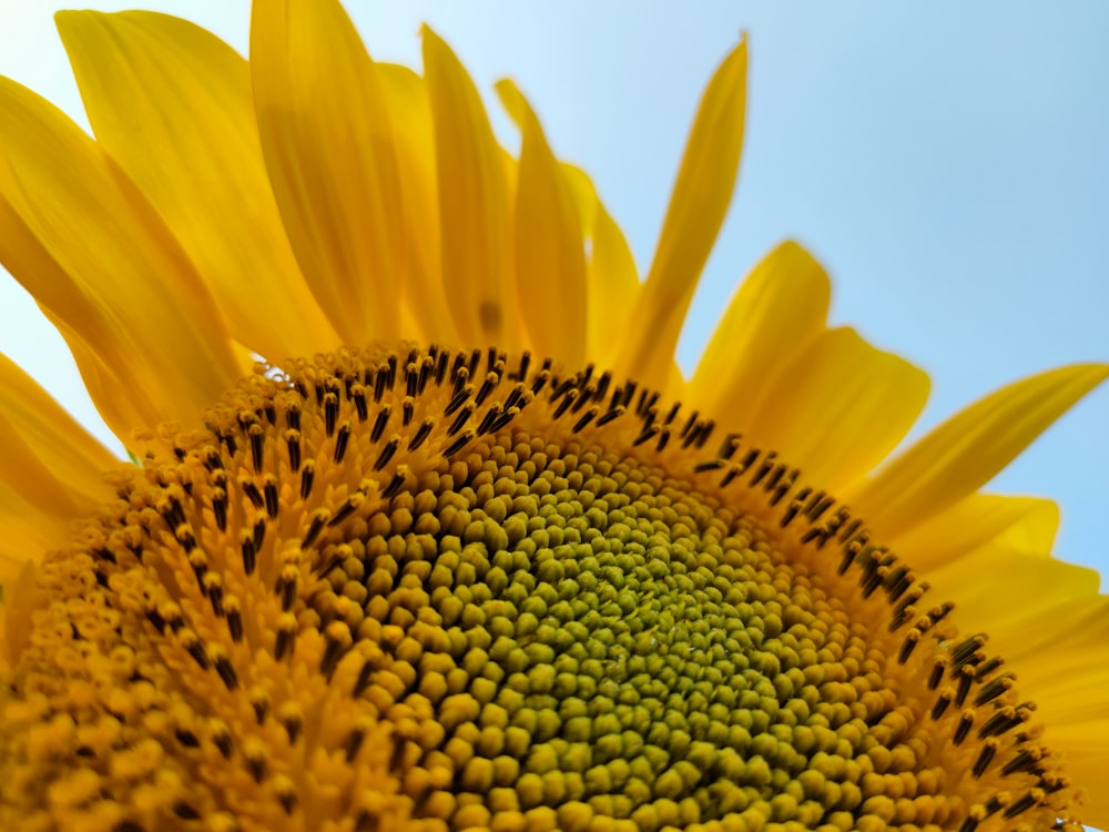 eine große Sonnenblume mit blauem Himmel im Hintergrund
