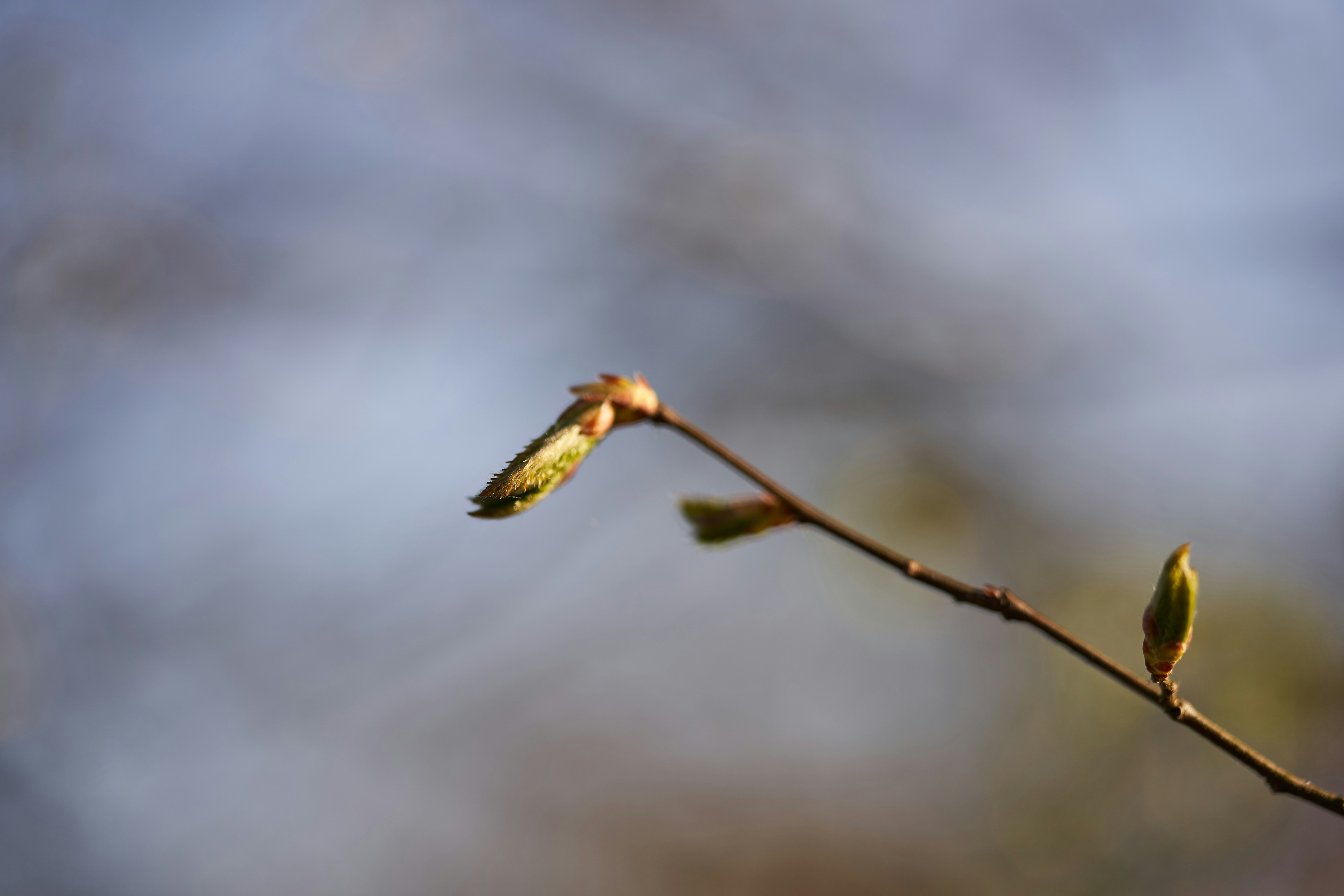 Photo by wolfgang_hasselmann