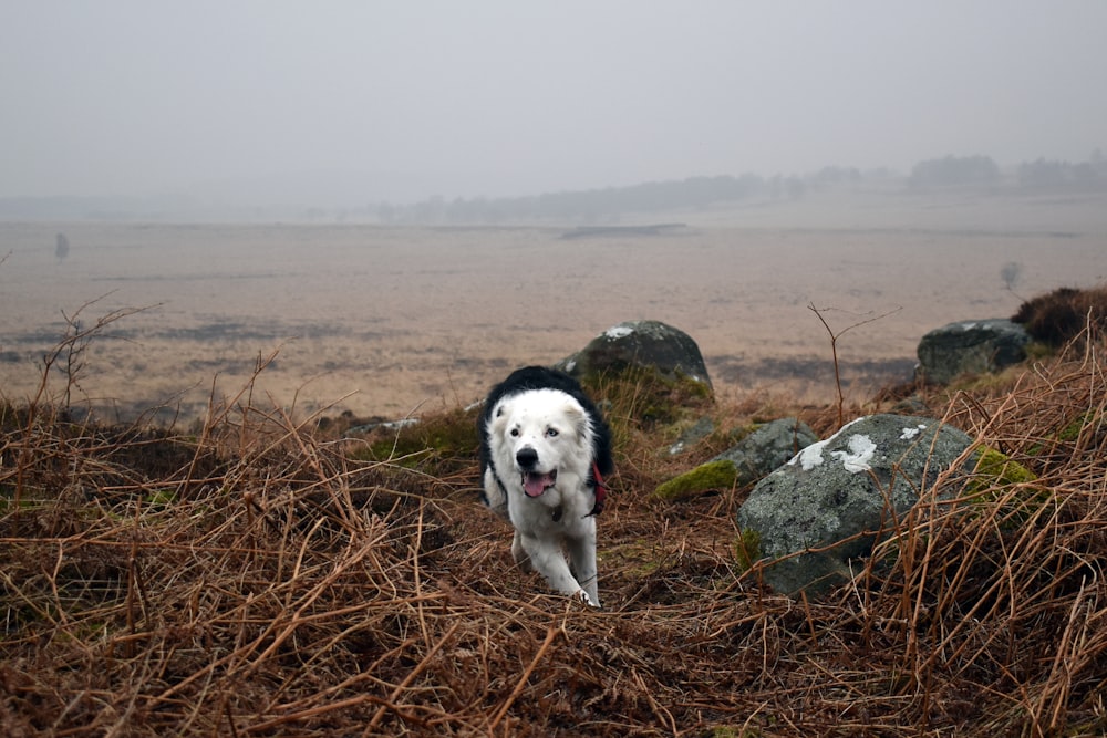 a white and black dog walking through a field