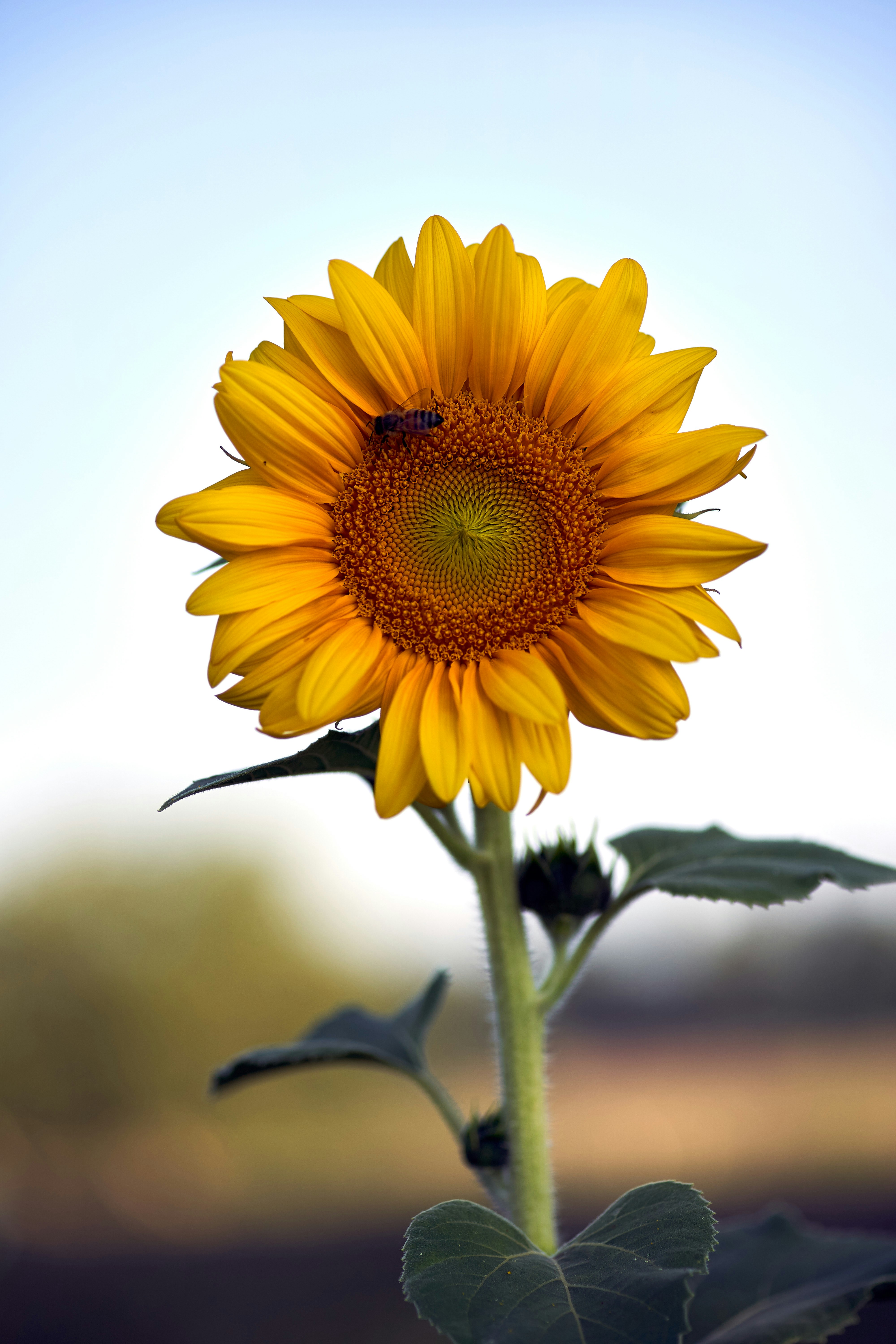 Photo by wolfgang_hasselmann