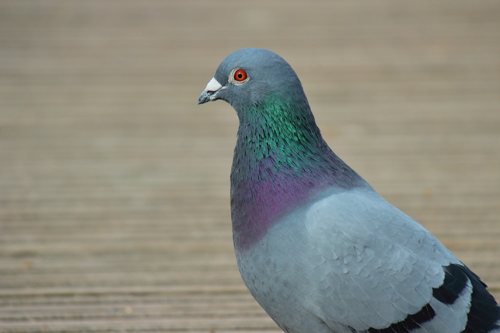 a close up of a pigeon on a wooden surface