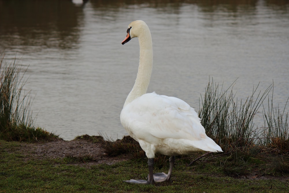 a large white swan standing next to a body of water