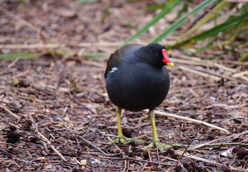 a black bird with a red beak standing on the ground