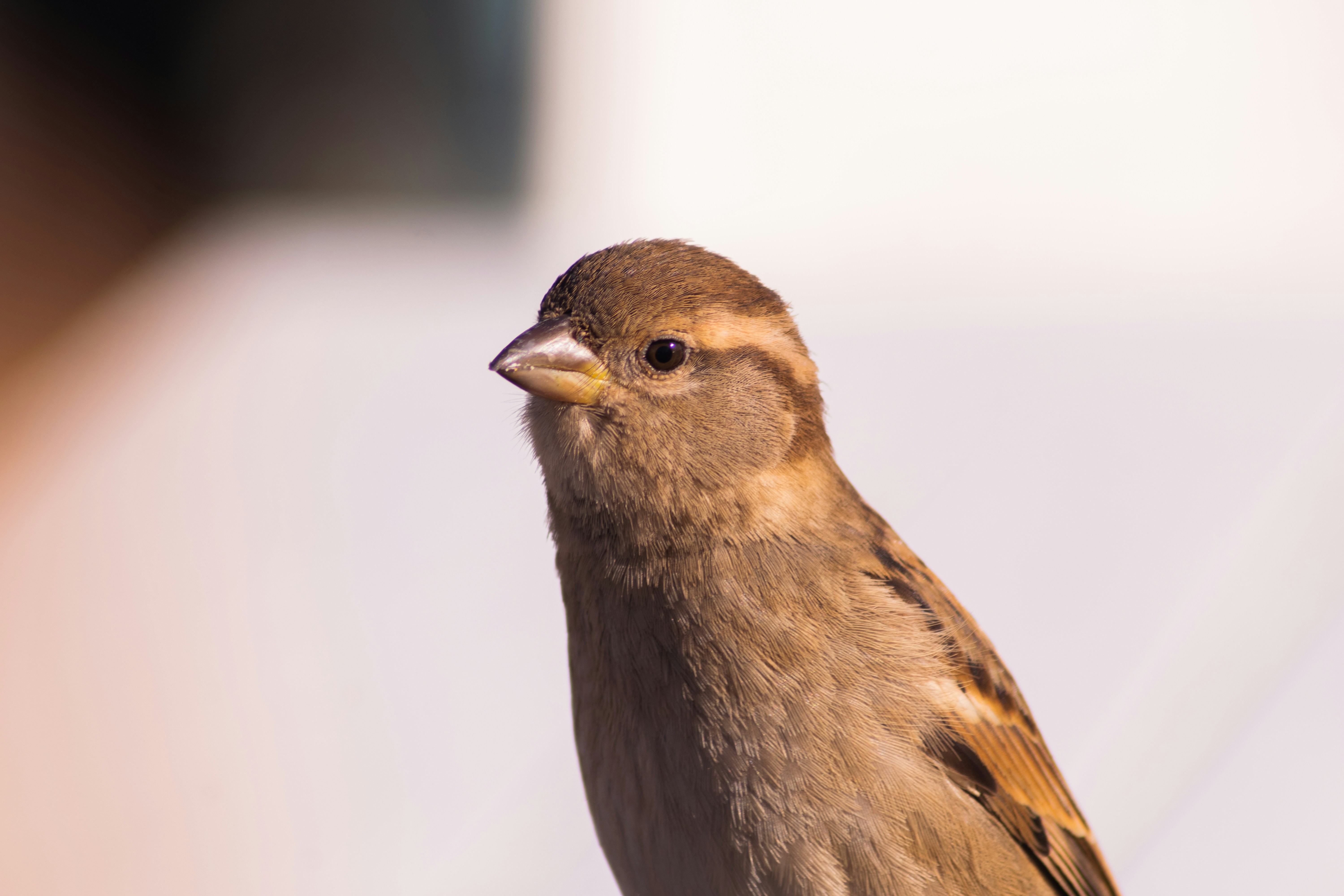 Photo by gonchifacello