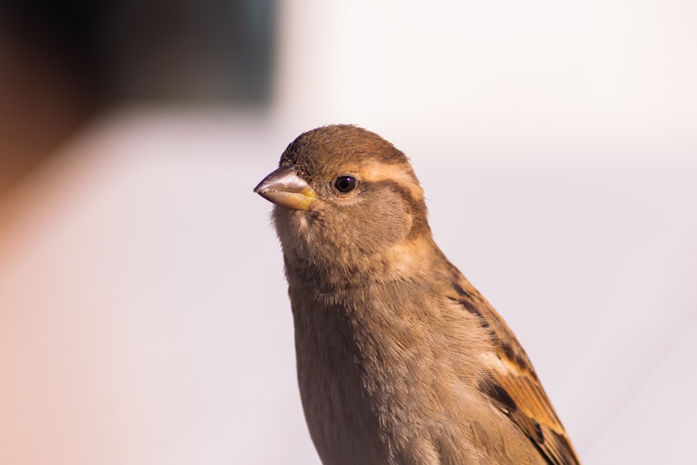 a small brown bird sitting on top of a wooden post