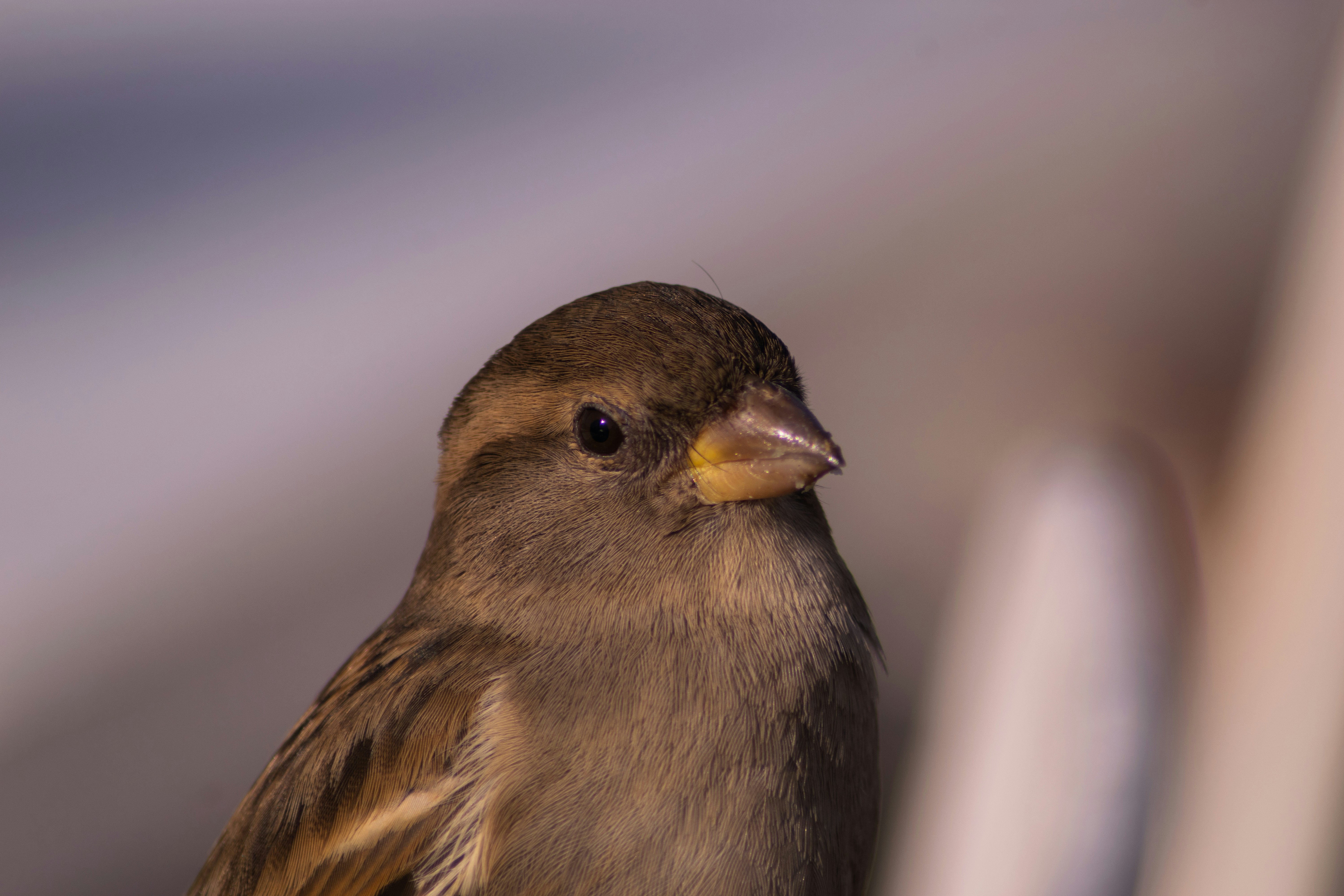 Photo by gonchifacello