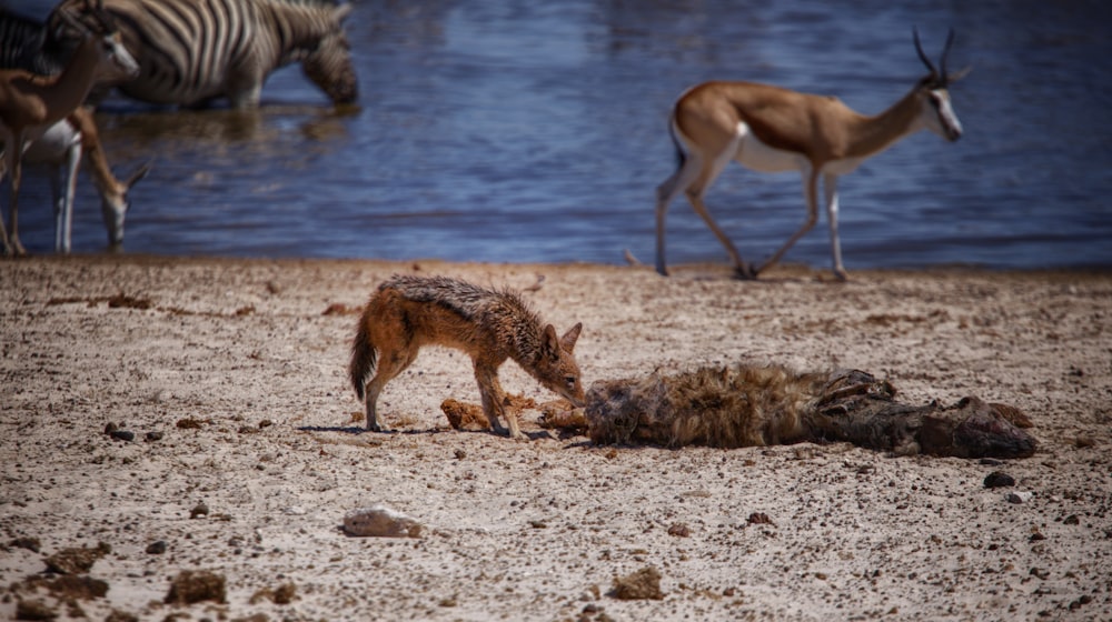 a group of wild animals standing on top of a sandy beach