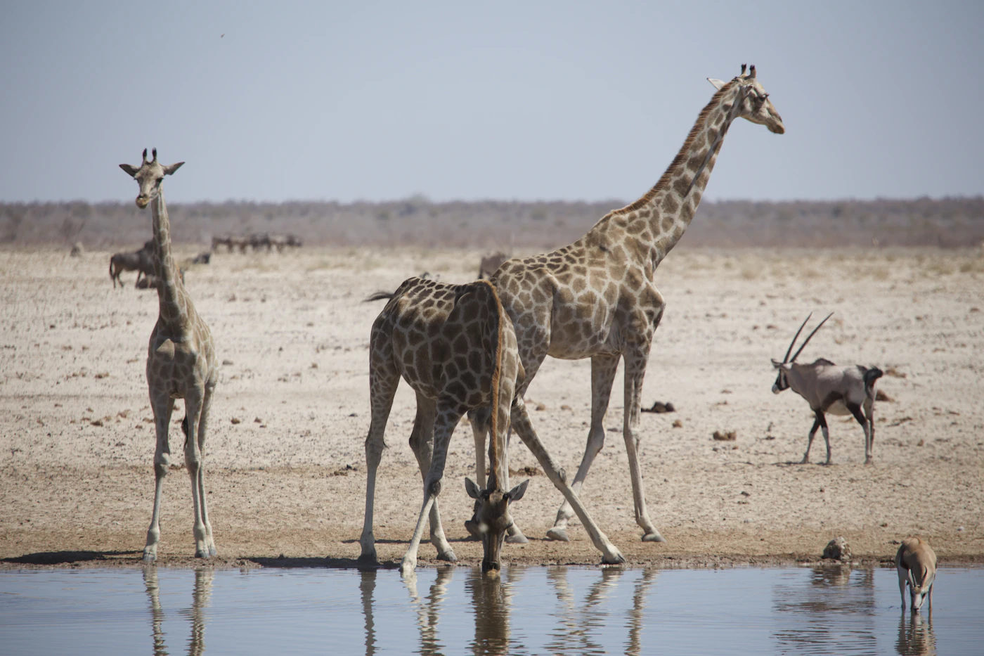 Safari et observation de la faune dans le parc national d’Etosha