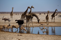 a herd of giraffe standing next to a watering hole