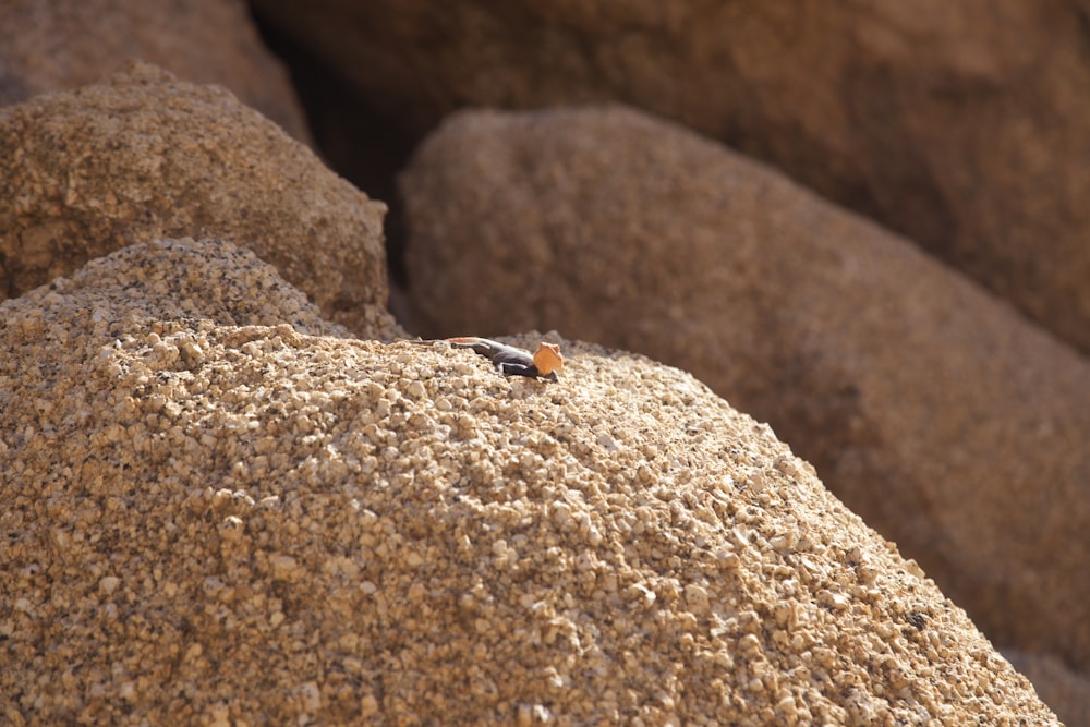 a small orange and black insect sitting on a rock