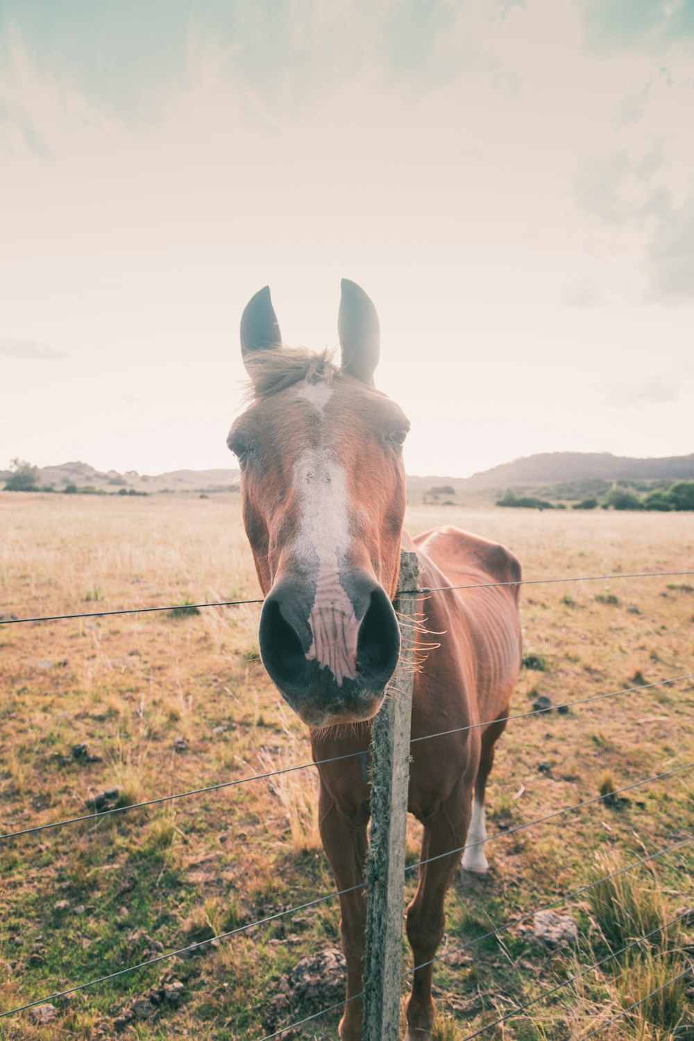 a brown horse standing on top of a grass covered field