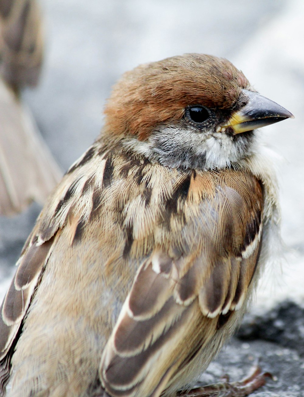 a small bird sitting on top of a cement slab