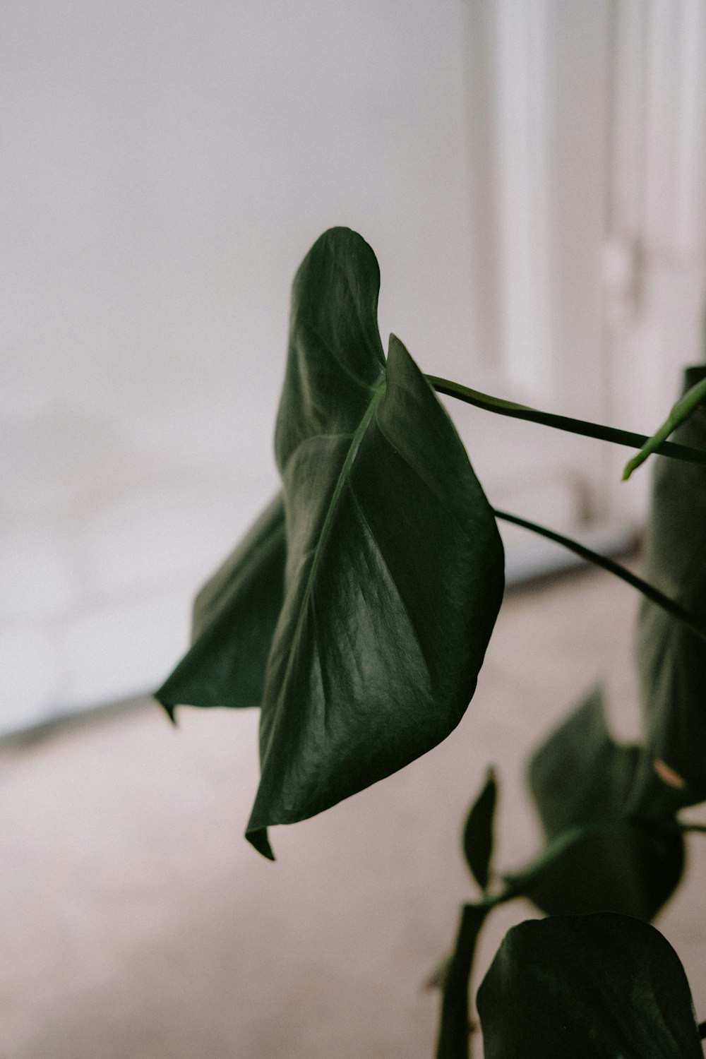 a close up of a green plant with a white wall in the background