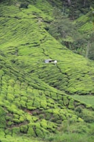 a car is parked in the middle of a green field