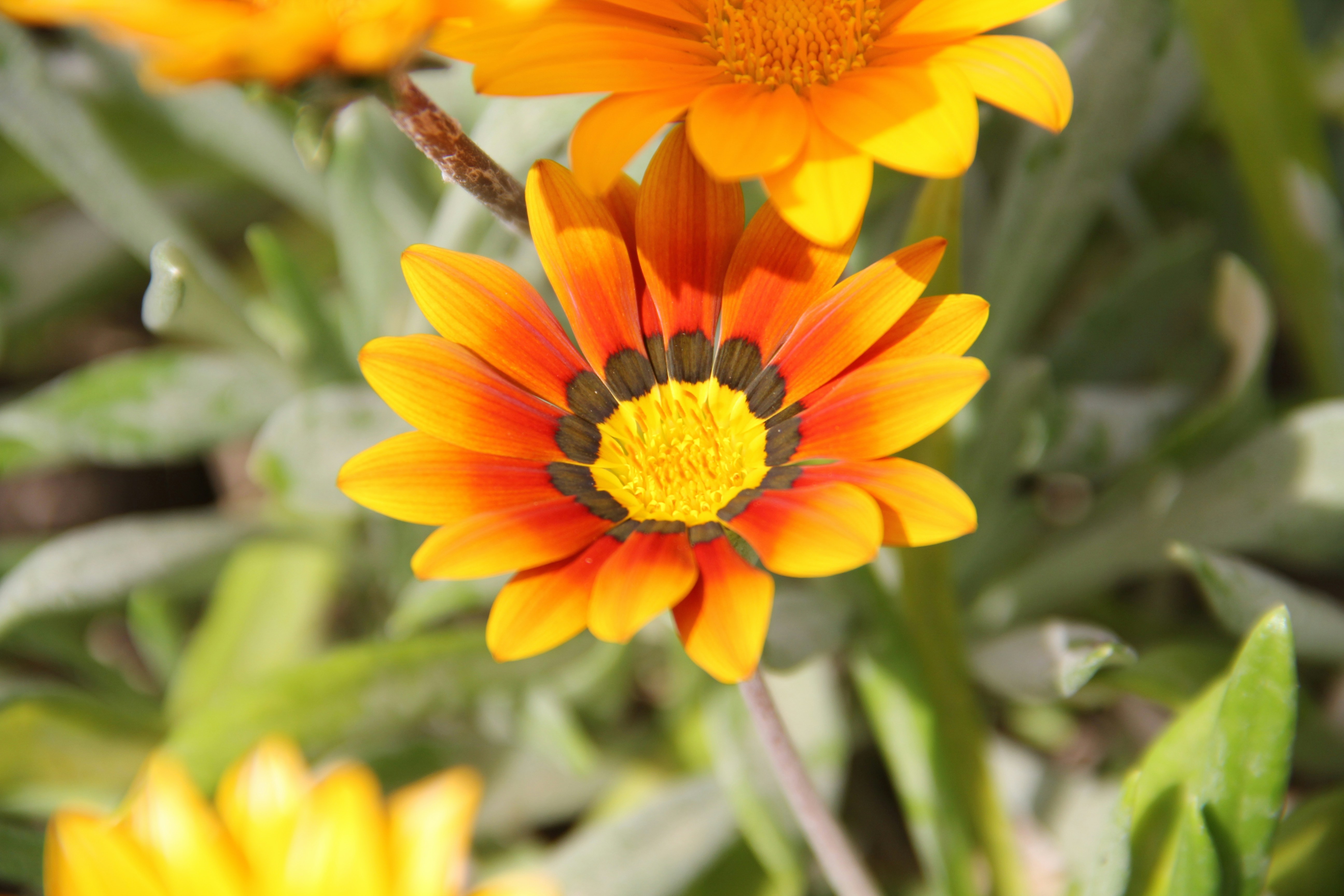 A close up of a yellow and orange flower