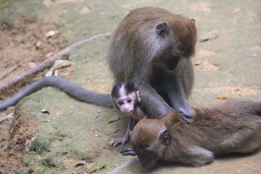 a group of monkeys sitting on top of a dirt ground