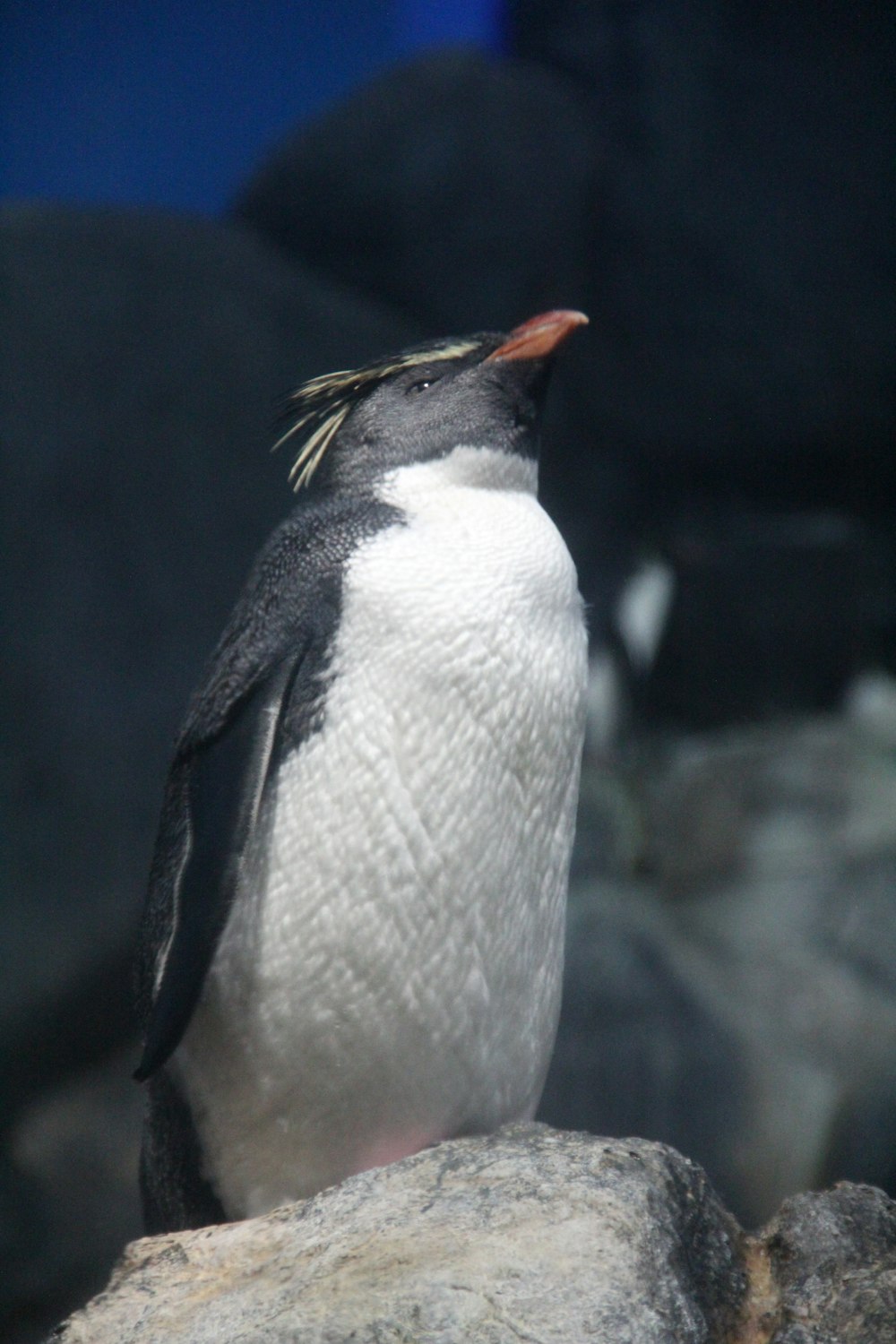 a small penguin standing on top of a rock