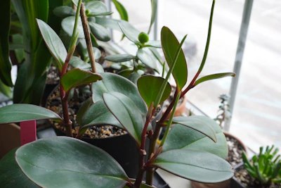 Indoor potted plants flourishing on a windowsill with rich, revitalized soil.