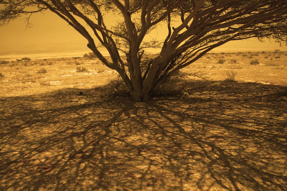 a lone tree casts a shadow on the ground