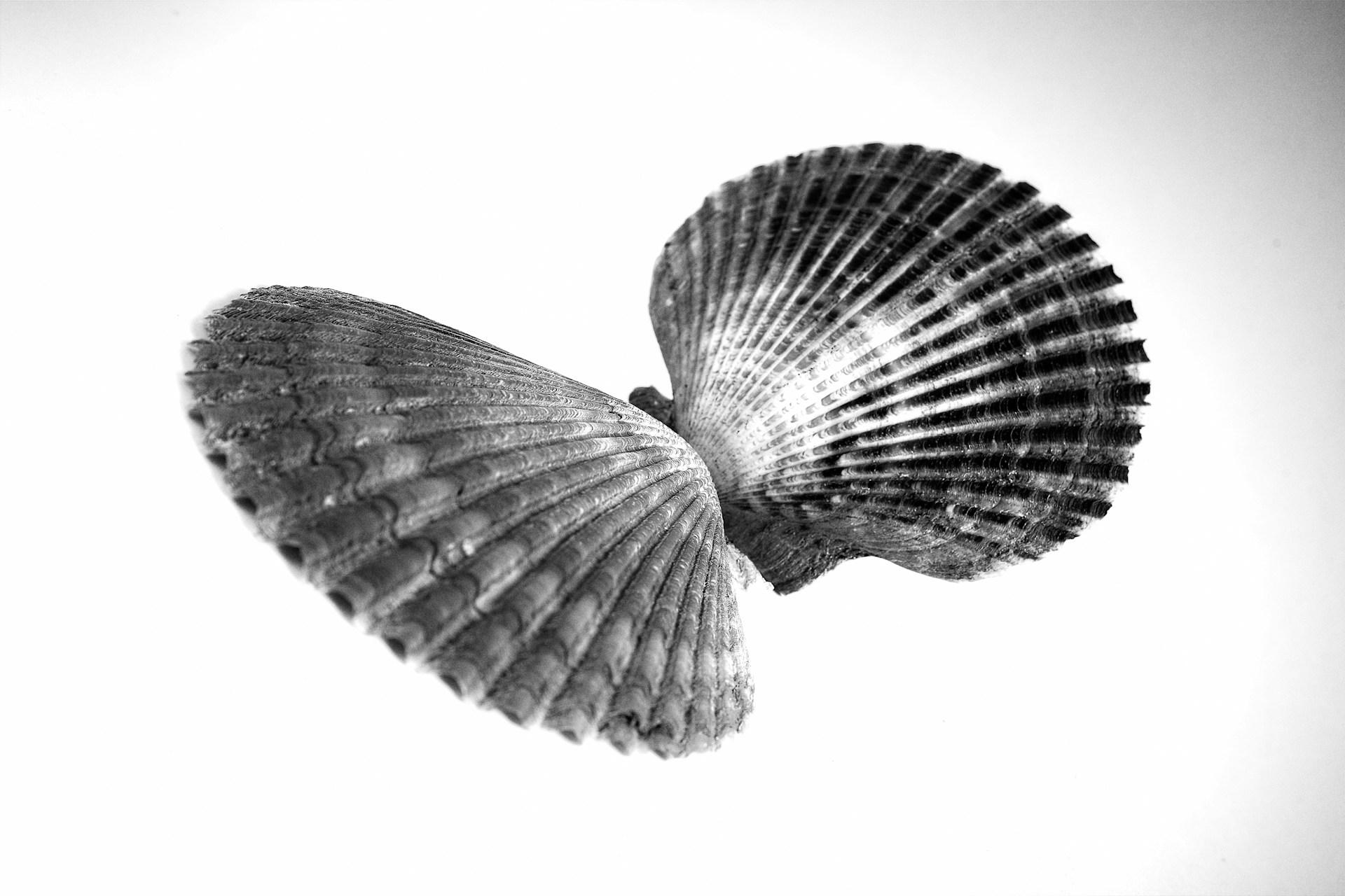a black and white photo of a seashell