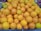 A large pile of fresh oranges is stacked together, displaying a range of bright orange hues with some hints of green on a few of the fruits. The oranges are placed in a black crate, and there are a few grapes visible in the background.