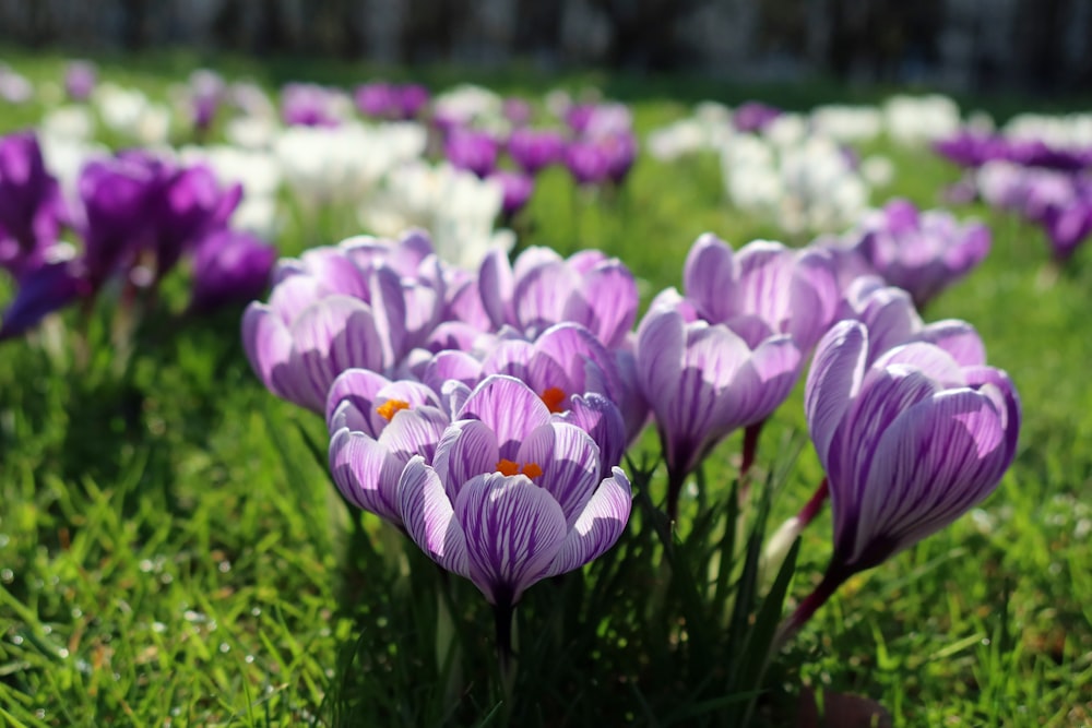 a field full of purple and white flowers