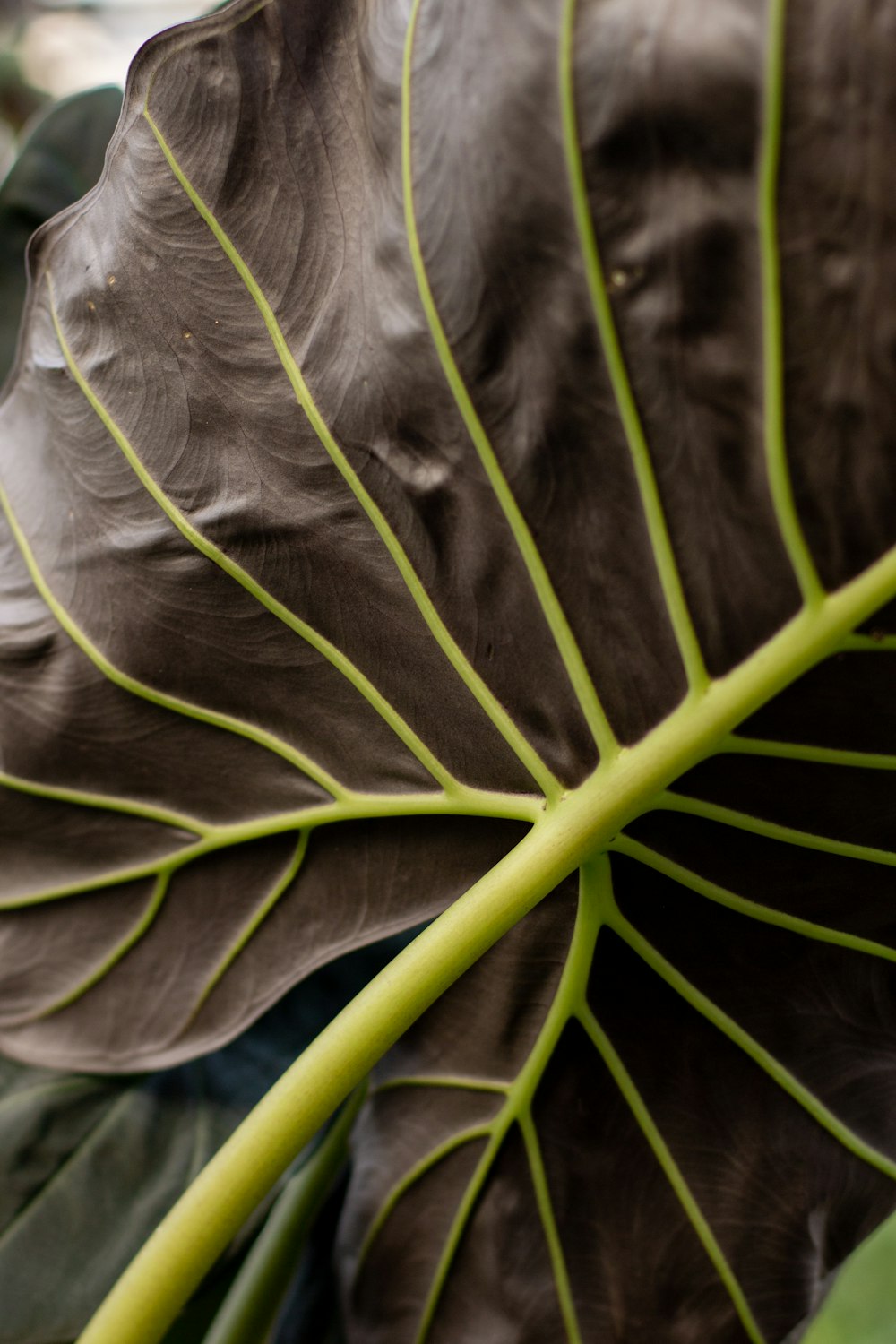 a close up of a large leaf on a plant